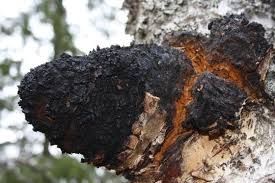 Chaga Mushroom